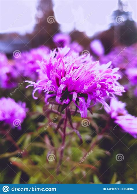 Purple Autumn Flower Stock Image Image Of Beautiful 144907721