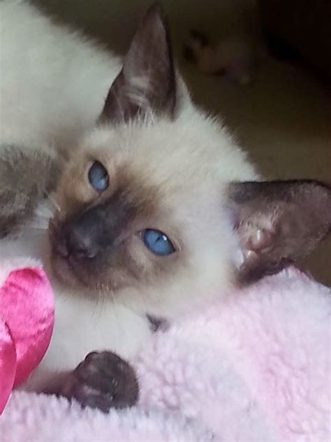 Breeders Of Siamese Kittens Available For Sale Siamese Kittens Raised