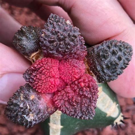 It had obviously been taken care of before making its trip. Baby Godzilla Coral rote Form. #ariocarpus #cactus #cacti ...