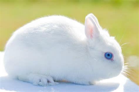 Netherland Dwarf Bunny Are The Blue Eyes Photoshopped Description