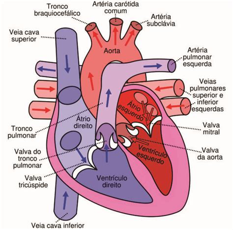 Circulação Educação Anatomia Cardiaca Anatomia Y Fisiologia Humana