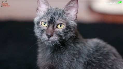 Lykoi A Recent Breed Of Cat Whose Sparse Dark Coats And Big Eyes Make Them Look Like Werewolves