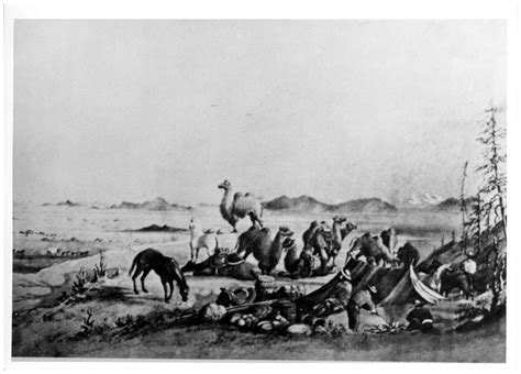 Camels aren't an animal most people associate with the vast plains of the united states. Typical US Army Camel Corps camp - Side 1 of 1 - The ...