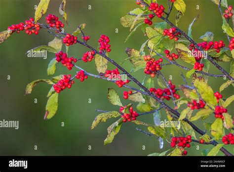 Winterberry Growing In Northern Wisconsin Stock Photo Alamy