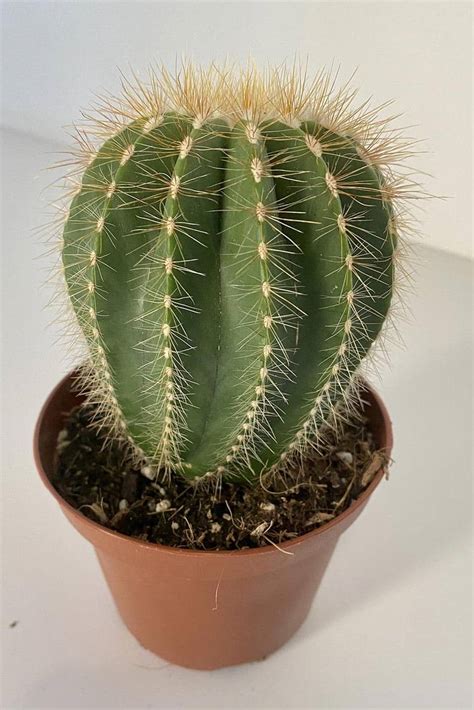 Cactus and succulents should never be overwatered, the potting soil mixture needs to provide good drainage to help solve any overwatering problem. Parodia Cactus - Indoor Plants | Plantshop.me