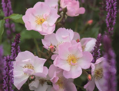 Repeat Flowering Roses Expert Picks The English Garden