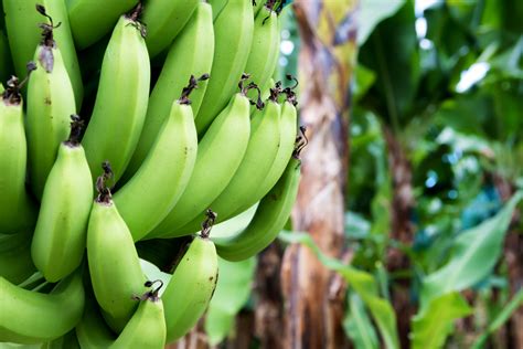 Ecuadorian Banana Association Partners With Uks Its Fresh For Supply