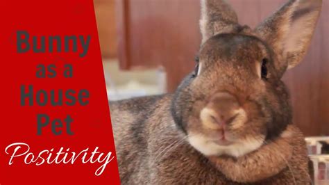 Rabbits can be a great addition to many homes. BUNNY as a HOUSE PET - POSITIVITY - YouTube