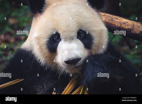 One Adult Giant Panda Eating A Bamboo Stick In Close Up Portrait During