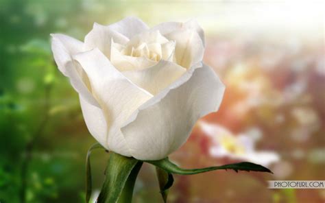 White Rose Wallpapers Wallpaper Cave
