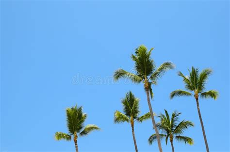 Green Palm Trees Against Blue Sky Stock Photo Image Of Trees Plant