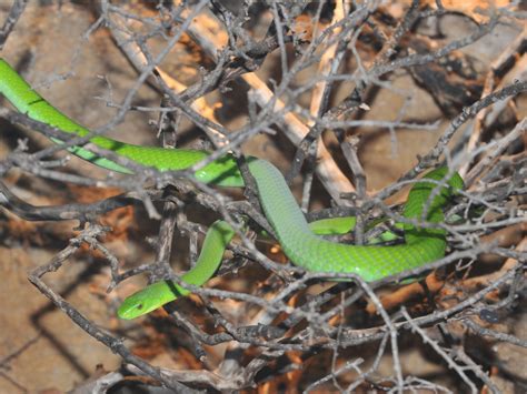 The Online Zoo Eastern Green Mamba