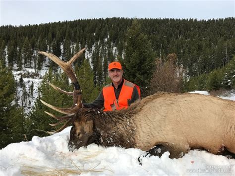 Montana Guided Hunts For All Big Game Animals Including Deer Elk