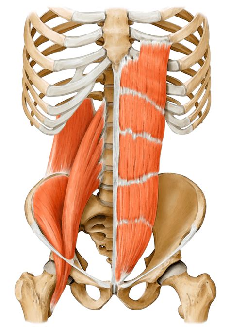 Muscles Of The Core Anatomy