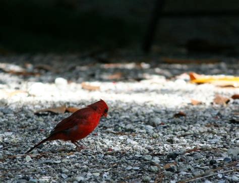 Northern Cardinal Red Bird Feathers Photos In  Format Free And Easy