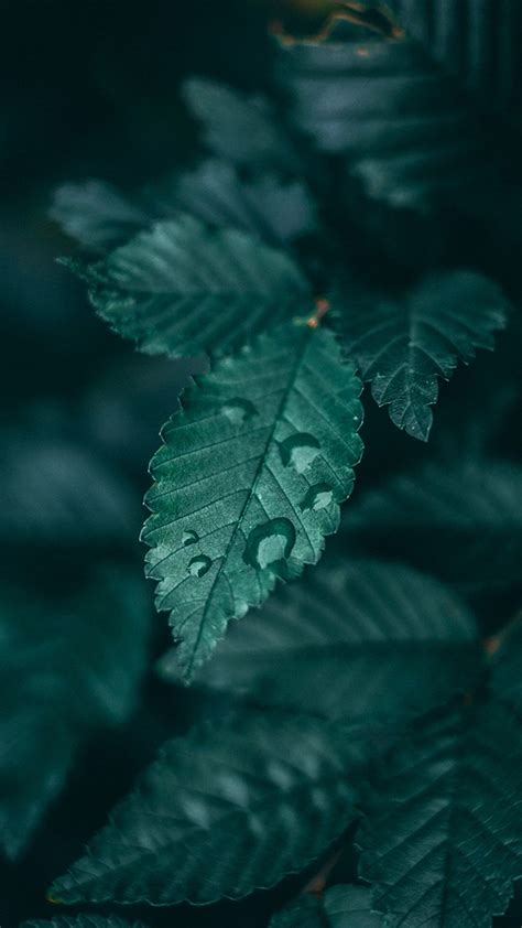 Aesthetic Purple And Green Dark Green Wallpaper Leaf Photography