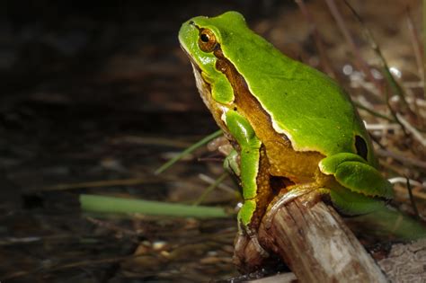Free Images Leaf Cute Wildlife Green Jungle Tropical Amphibian