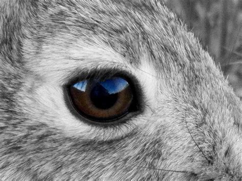 Rabbit Eye Close Up Photograph Rabbit Eye Close Up Fine Art Print