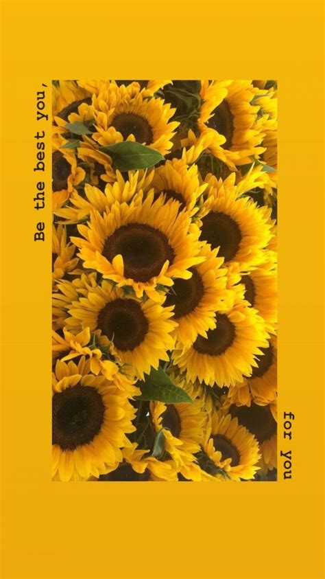 Yellow Aesthetic Sunflowers Hd Wallpapers 1080p 4k Aesthetic