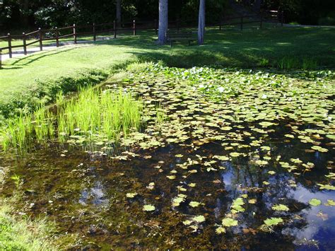 There are many things to consider before getting started with bees, but preparing the physical space your bees are to inhabit is an important one! How To Get Rid Of Pond Algae Your Ultimate Guide. | Pond ...