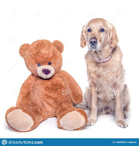 Golden Retriever Dog And His Teddy Bear Stock Photo