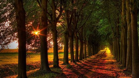 1080p Free Download Path Between Forest Woodland With Sunbeam Nature