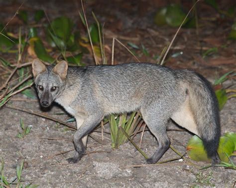 It was conducted by three scientists: Do Coyotes Eat Cats And Dogs - Pets Ideas