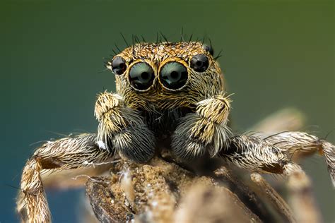 Spring Spinne Foto And Bild Tiere Tierdetails Makro Bilder Auf