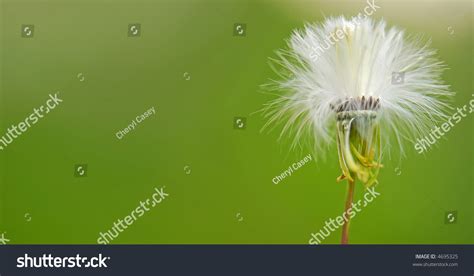 Dandelion Blowing Breeze Stock Photo 4695325 Shutterstock