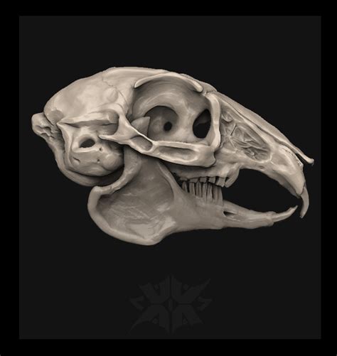 Artstation Skull Of A Rabbit Or Hare Resources
