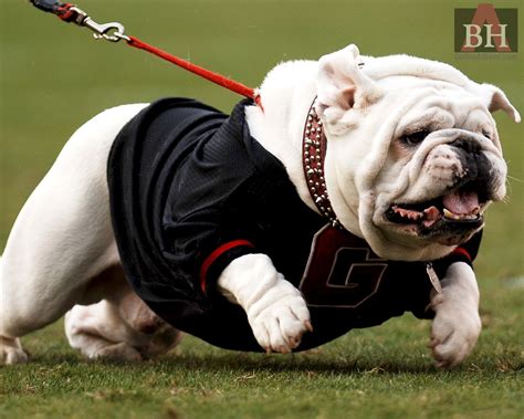 Uga Georgia Bulldog Mascot Uga Bulldogs Georgia Bulldogs Football