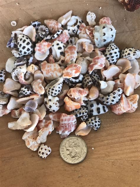 Hawaiian Shell Fragments Drupe And Miter Pieces Seashells Hawaii