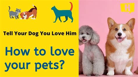How To Love Your Pets Pet Loving Day Caring For Your Pet How To