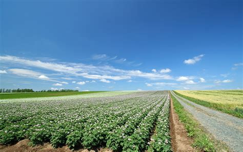 Green Crop Field During Daytime Hd Wallpaper Wallpaper Flare