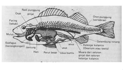 Ringkasan Materi Biologi Vertebrata: Pisces | Pintar Biologi