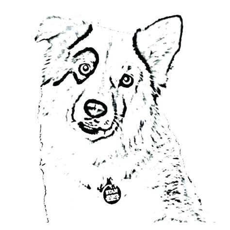 Australian Shepherd Coloring Pages at GetDrawings | Free download