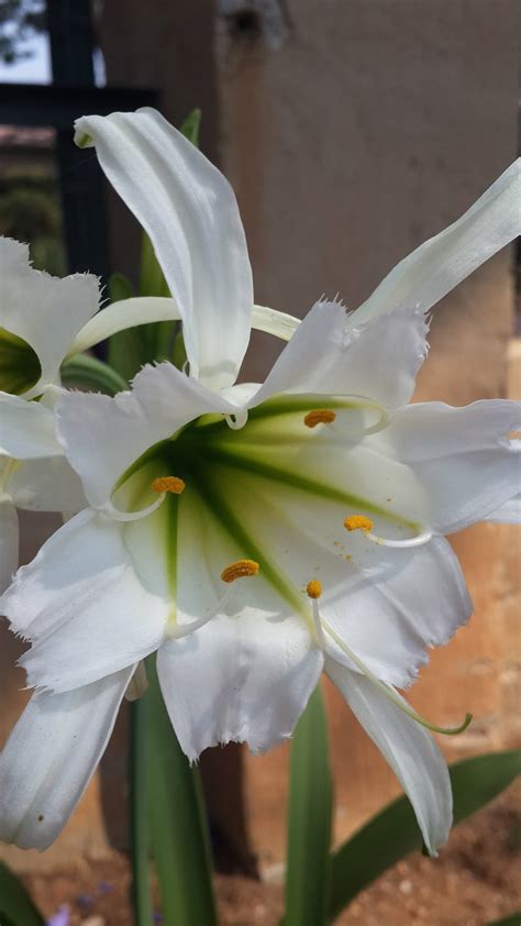 These traits of the flower and the plant it grows on. identification - Please help me identify this bulbous ...