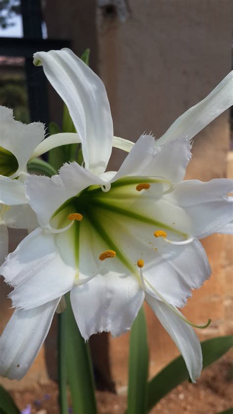 Identify plants, flowers, weeds, trees; identification - Please help me identify this bulbous ...