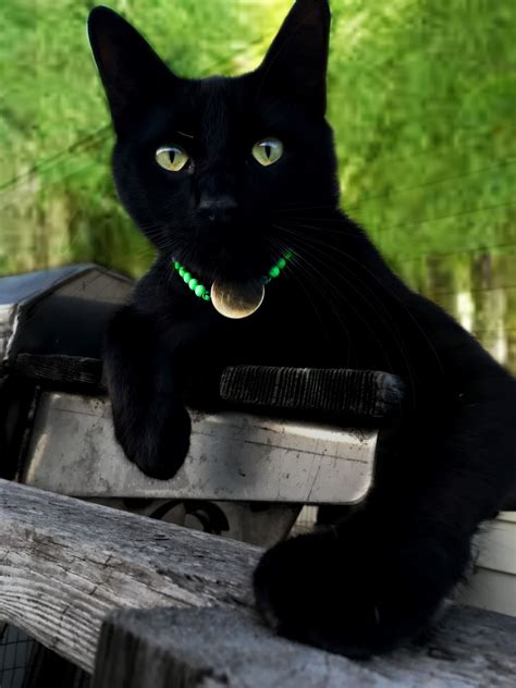 We take in lost, stray or injured animals including. Free Images : cute, feline, abandoned, black cat, eyes ...