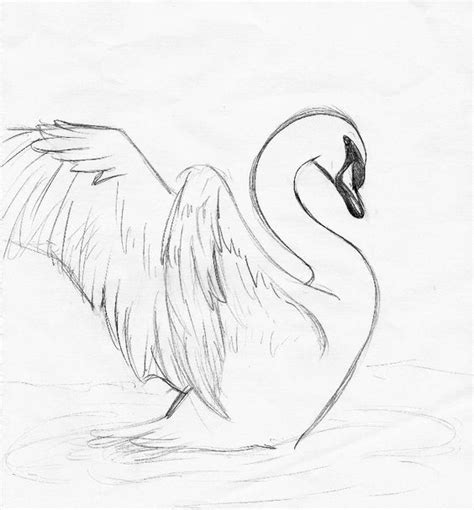 Swan Sketch By ~elenaeris On Deviantart Bird Drawings Pencil Art
