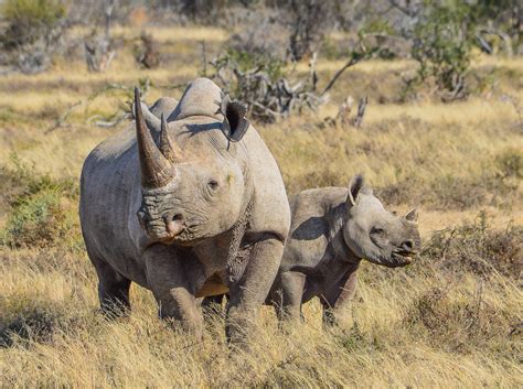 There are so many wonderful creatures to see, but where to start? U.S. gives South Africa millions of dollars to combat ...
