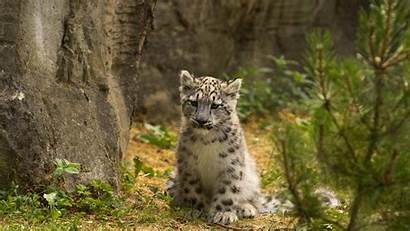 Leopard Snow Widescreen Resolutions Wallpapers Desktop Animal