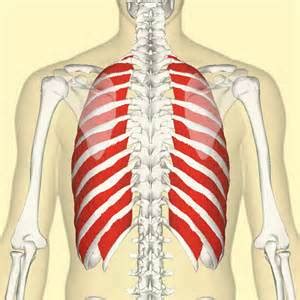 It is formed by the vertebral column, ribs, and sternum and encloses the heart and lungs. Rib Fractures | Doom and Bloom (TM)