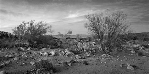 Grayscale Landscape Of Desert Trees And Rocks At Joshua Tree National