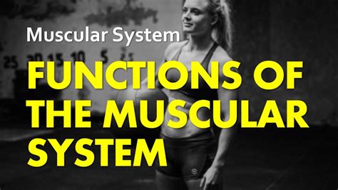 Five Functions Of The Muscular System Muscular System 14 Anatomy