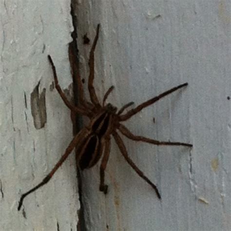 Spider That Looks Like Wood Wolf Spider