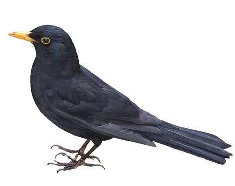 Blackbird Png Picture Png Mart