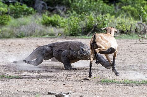 Pair Of Komodo Dragons Catch And Kill An Unsuspecting Goat In Indonesia