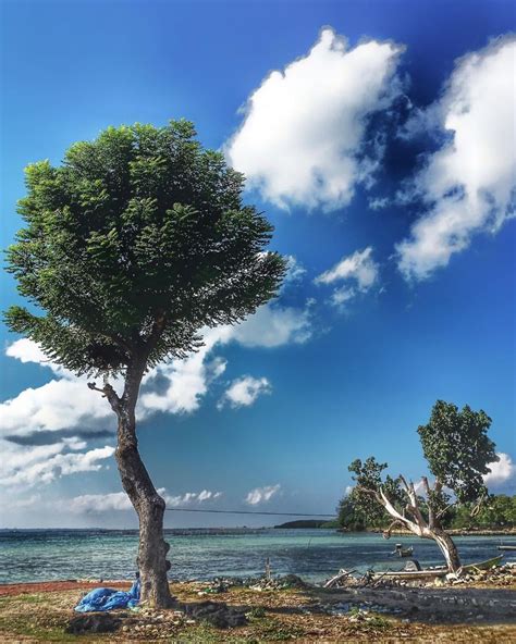 Rumput laut sendok biasa (halophila ovalis). Gambar Teluk Laikang - 12 Tempat Wisata Keren Di Takalar ...