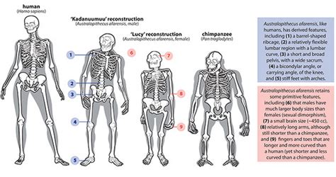 Australopithecus And Kin Learn Science At Scitable